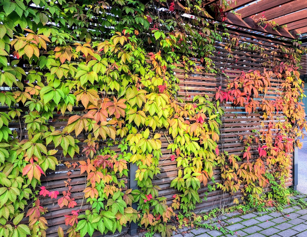 Virginia Creeper Climber | Parthenocissus | Perennial vine