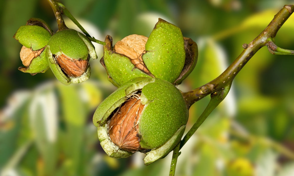 Walnut Fruit Trees | Juglans