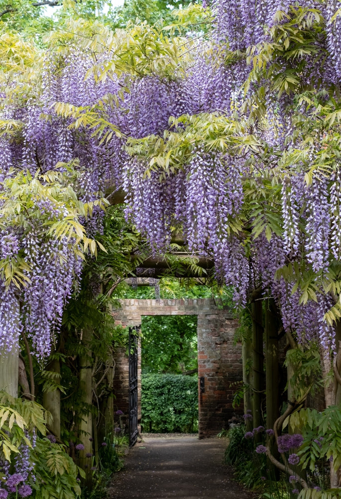 Wisteria climbers