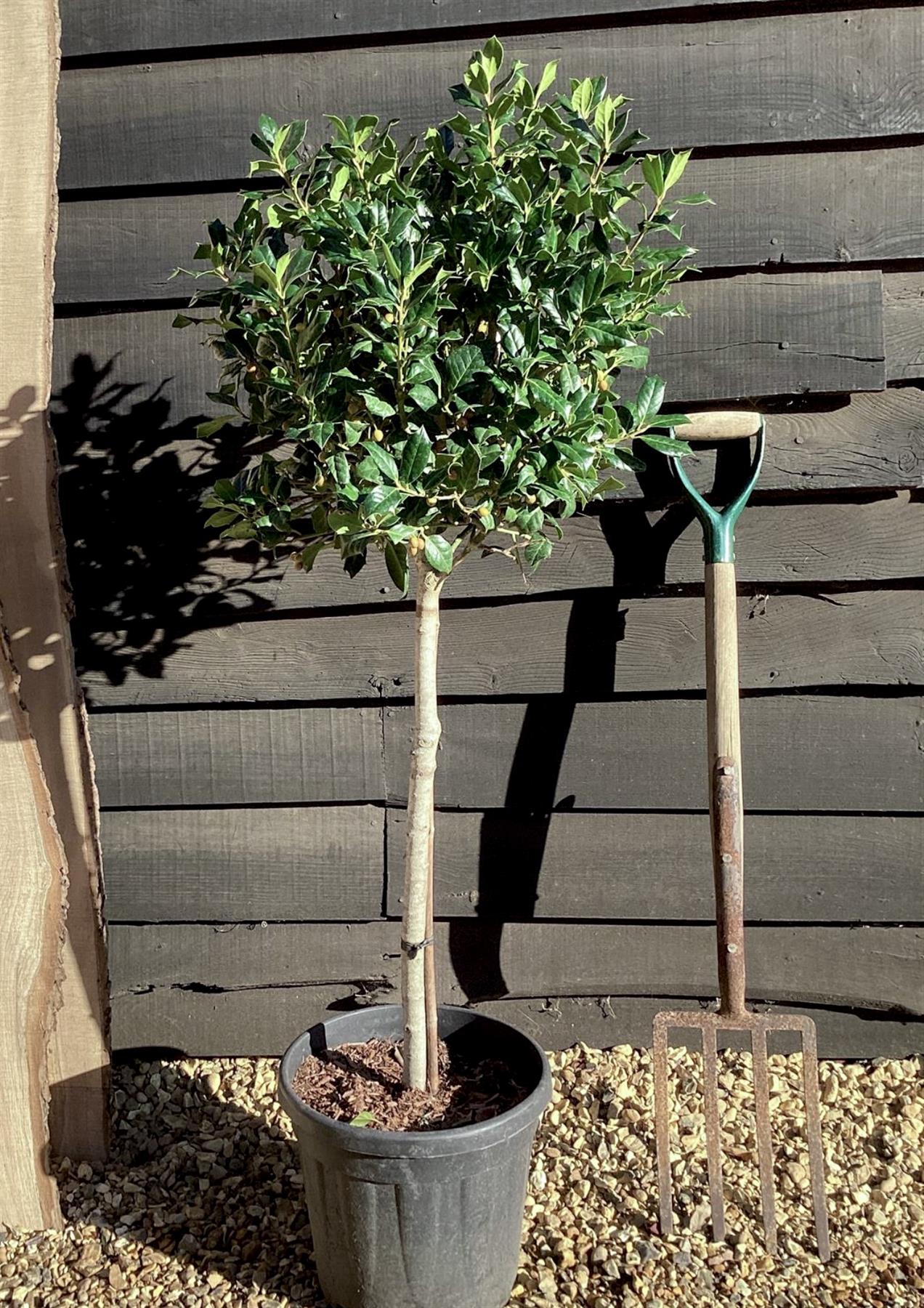 Ilex 'Nellie R. Stevens' | Holly 'Nellie R. Stevens' - 1/2 std Clear Stem - 100cm-110cm, 15lt