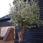 Olive Tree | Olea Europea - Specimen  - Forking branches - Height 250 -300 cm - 280lt