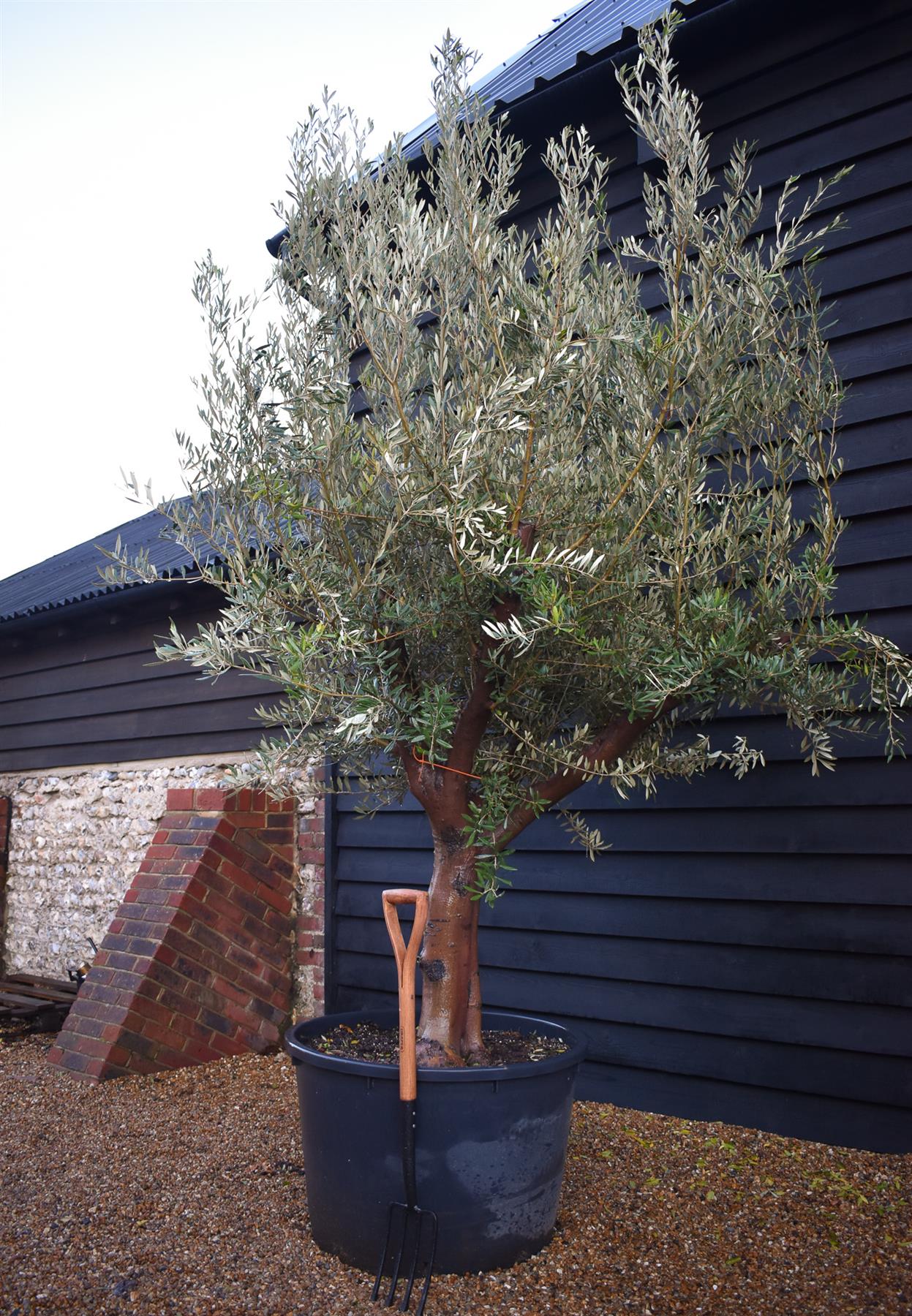 Olive Tree | Olea Europea - Specimen  - Forking branches - Height 250 -300 cm - 280lt