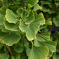 Ginkgo biloba 'Mariken' | Maidenhair Tree- Half Standard - Clear Stem 80cm - Height 135-150cm - 15lt