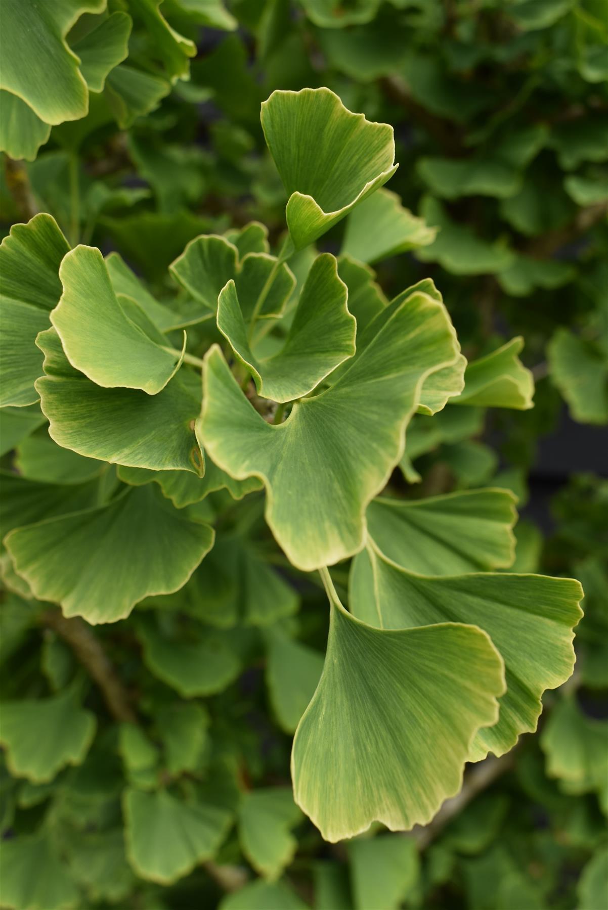 Ginkgo biloba 'Mariken' | Maidenhair Tree- Half Standard - Clear Stem 80cm - Height 135-150cm - 15lt