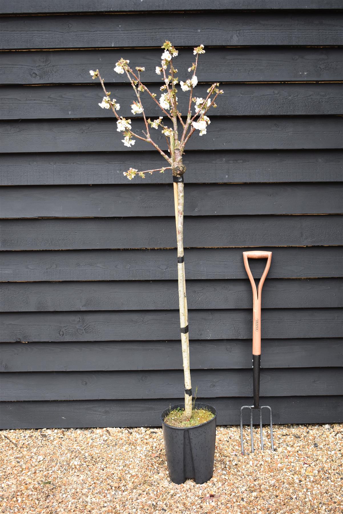 Cherry tree 'Burlat' | Prunus avium 'Bigarreau Burlat'  - 100-120cm - 10lt