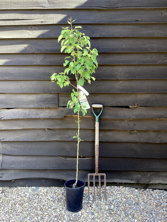 Pear 'Beurre Hardy' | Pyrus communis - Semi Dwarfing - Height - 160-180cm - 20lt