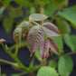 Common Walnut Tree | Juglans regia - 120-140cm - 10lt