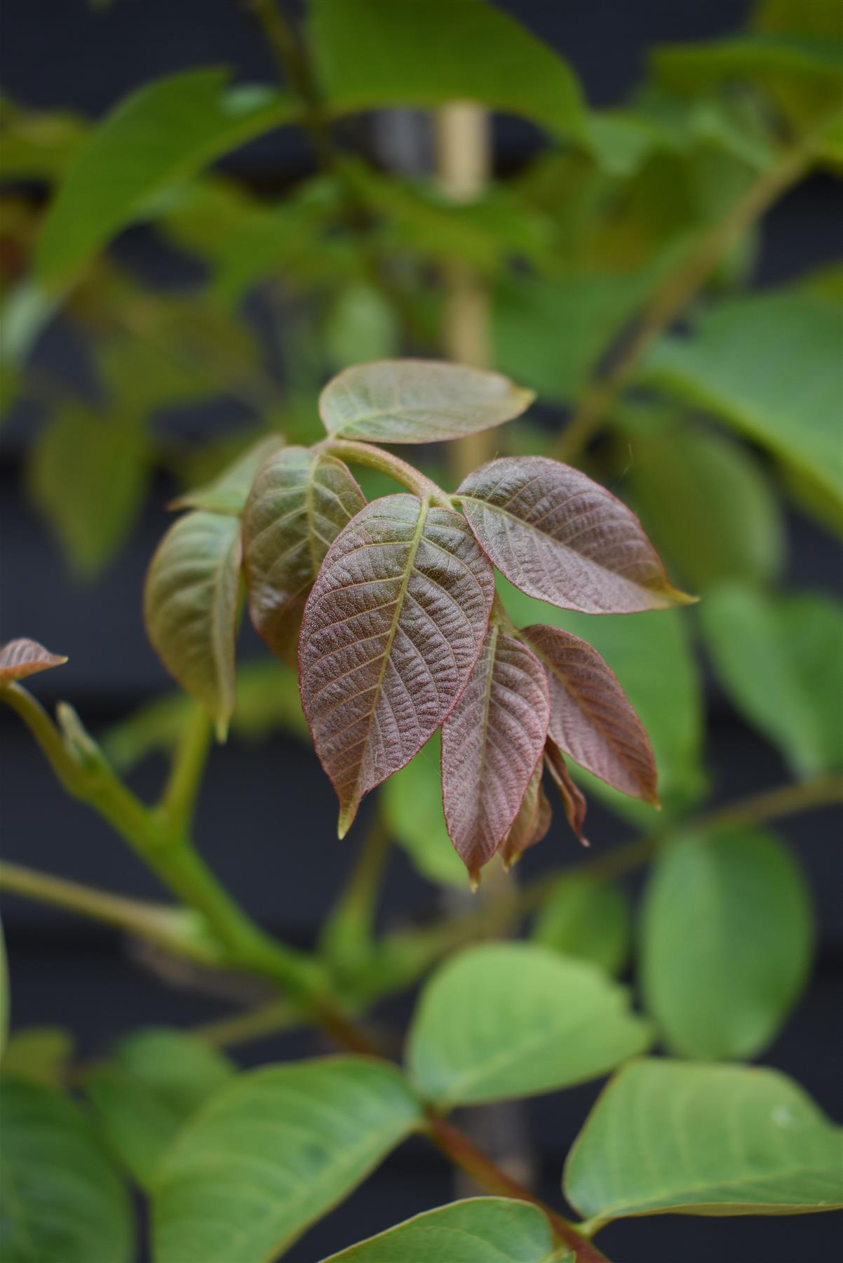 Common Walnut Tree | Juglans regia - 120-140cm - 10lt