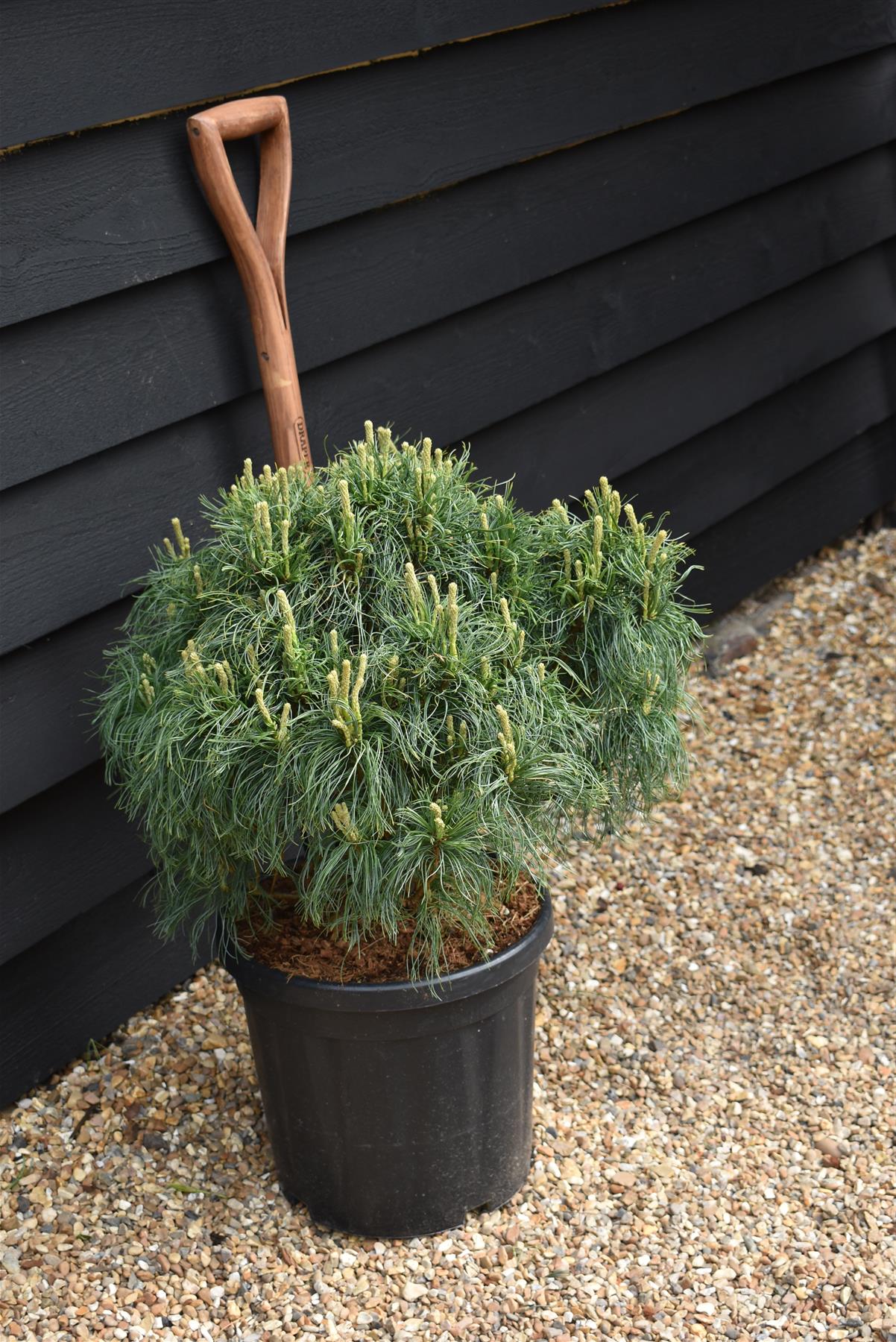 Pinus strobus 'Green Twist' | Eastern white pine - Height 50cm - Width 50-60cm - 18lt