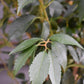 Prunus Pandora | Cherry 'Pandora' - Clear Stem - Standard - Girth 8-10cm - 250-280cm - 70lt