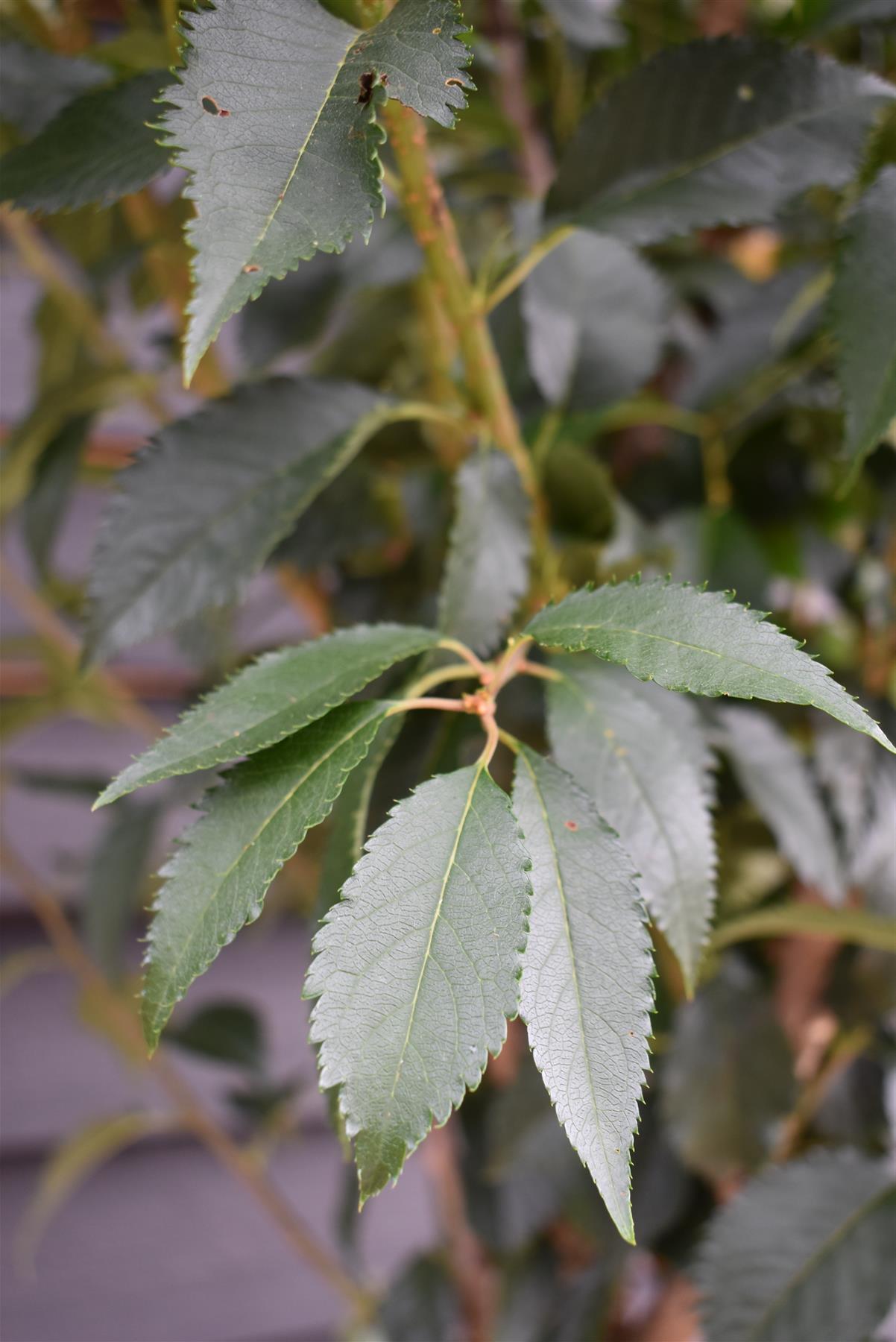 Prunus Pandora | Cherry 'Pandora' - Clear Stem - Standard - Girth 8-10cm - 250-280cm - 70lt