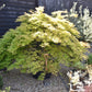 Acer dissectum 'Viridis' | Japanese maple Viride - Girth 20cm -  220-240cm - 230lt