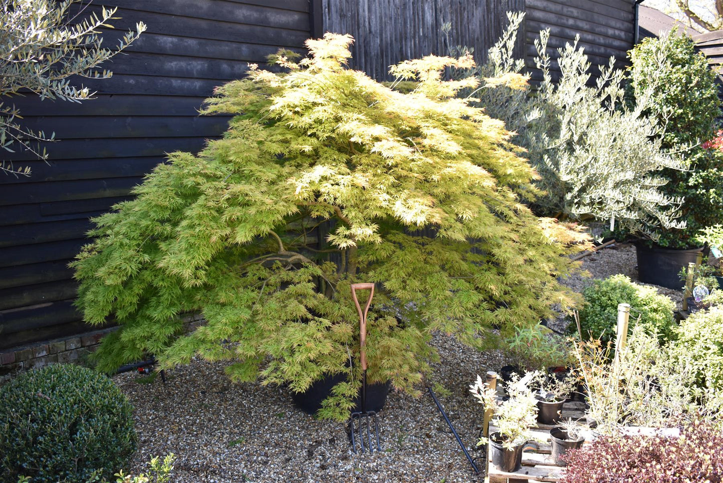 Acer dissectum 'Viridis' | Japanese maple Viride - Girth 20cm -  220-240cm - 230lt