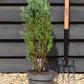 Chamaecyparis lawsoniana 'Ellwoodii' | Lawson's cypress 'Ellwoodii' - Height 70cm - 5lt