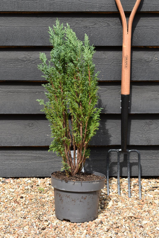 Chamaecyparis lawsoniana 'Ellwoodii' | Lawson's cypress 'Ellwoodii' - Height 70cm - 5lt