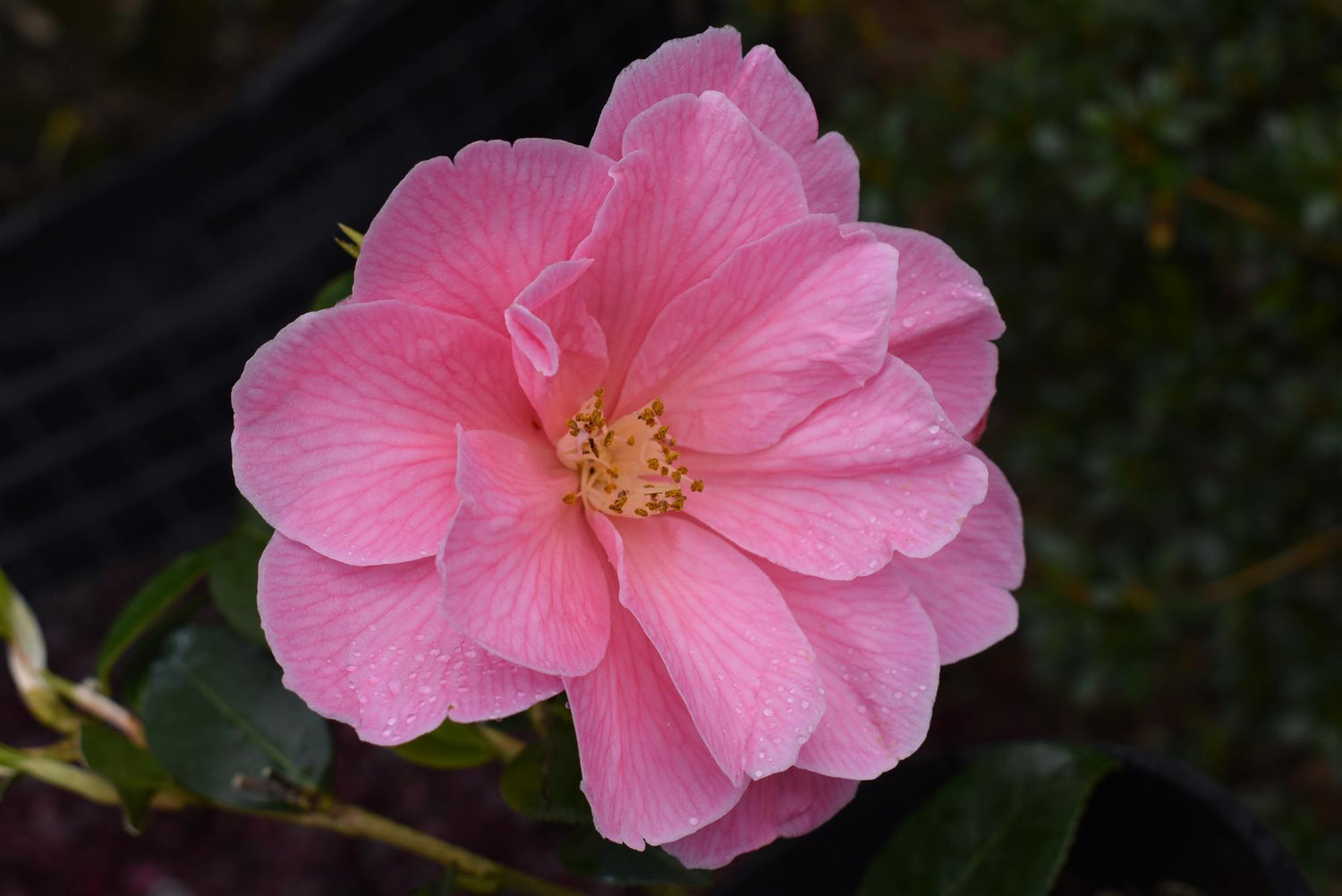 Camellia x williamsii 'Donation' - 3lt