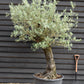 Olive Tree | Olea Europea 1/2 Std Girth 67cm - 235-245cm, 160lt