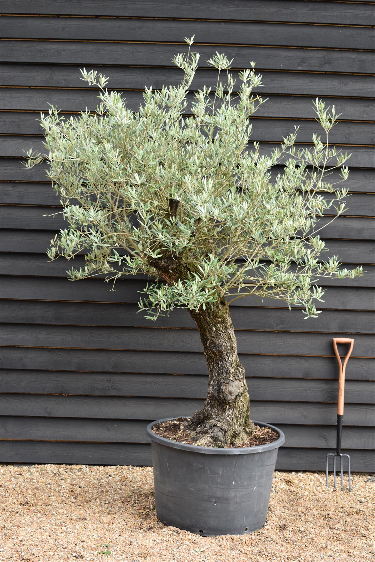 Olive Tree | Olea Europea 1/2 Std Girth 67cm - 235-245cm, 160lt