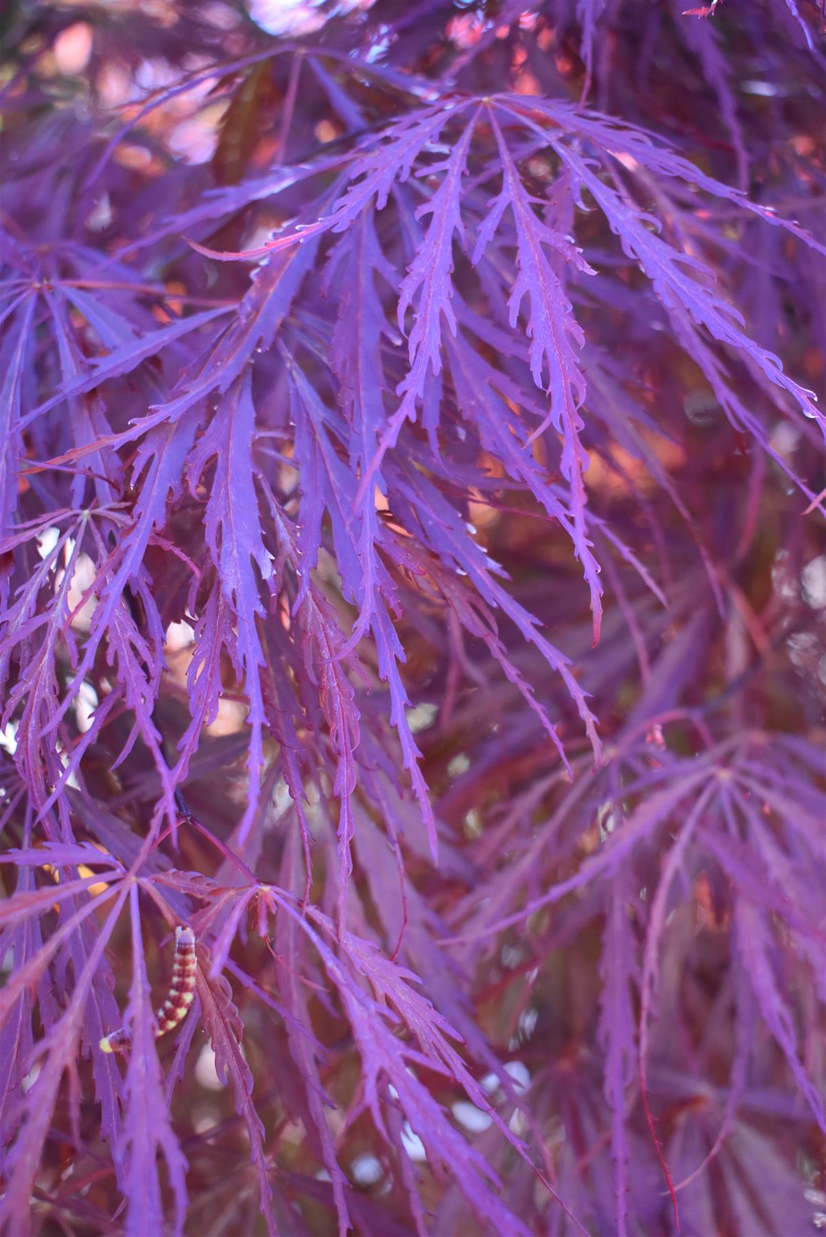 Acer palmatum 'Garnet' | Garnet Japanese Maple - Girth 34cm - 350-360cm - 600lt