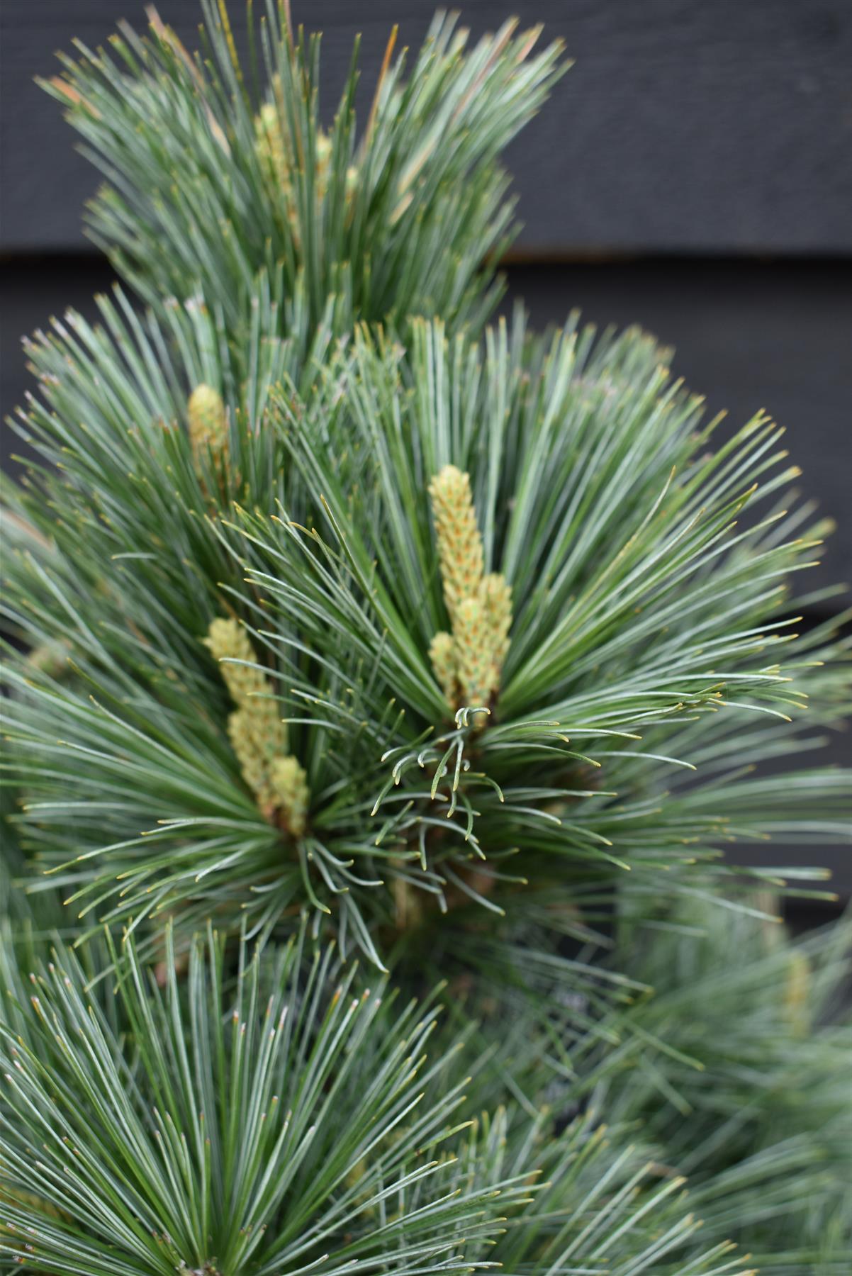 Pinus Flexilis Pygmaea | Rocky Mountain Bristlecone Pine - Height 75cm - 20lt