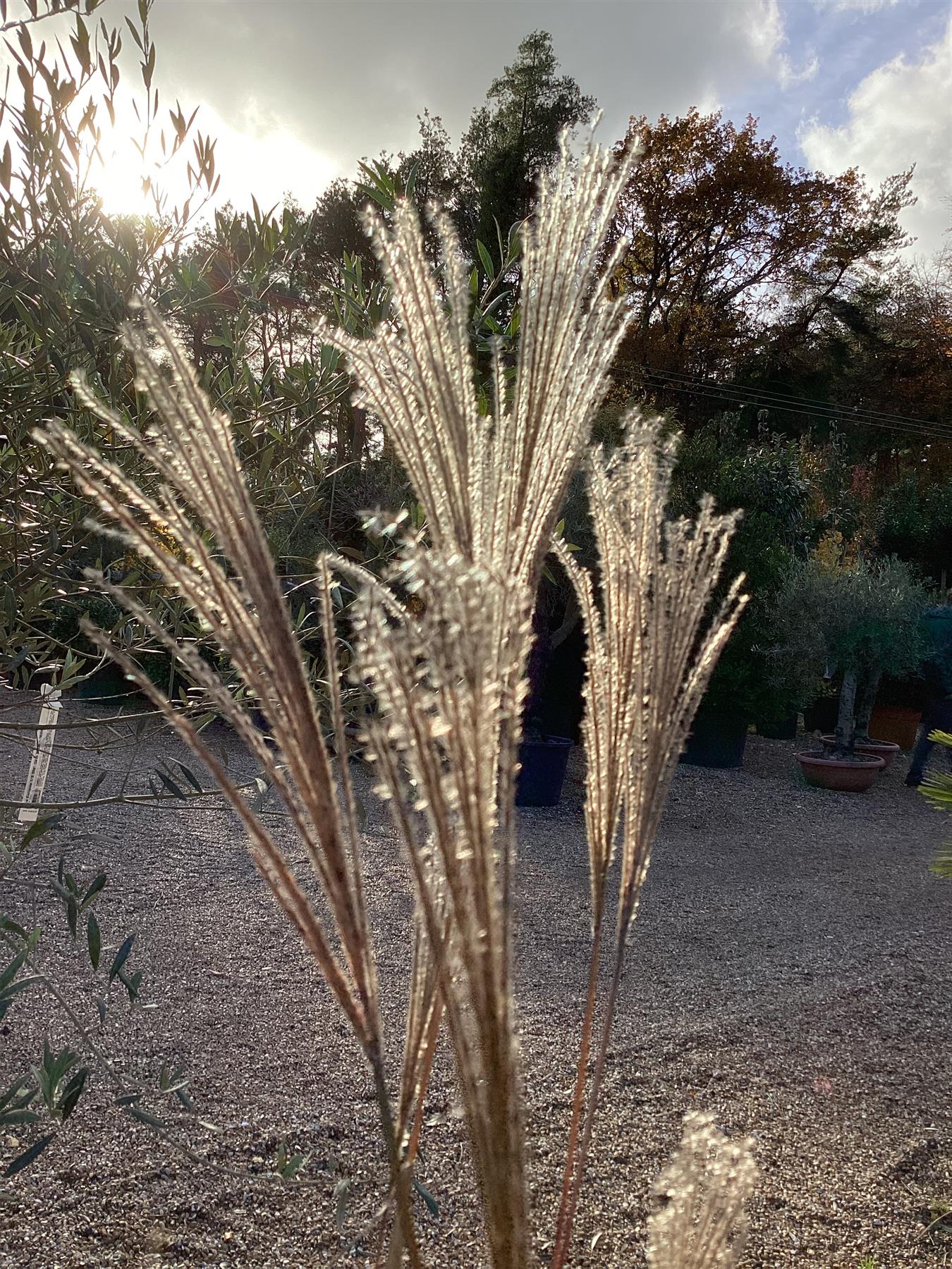 Miscanthus sinensis | Ornamental grass 'Little Zebra' - 5lt