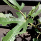 Fig | Ficus carica 'Little Miss Figgy' - Shrub - 25-40cm - 3lt