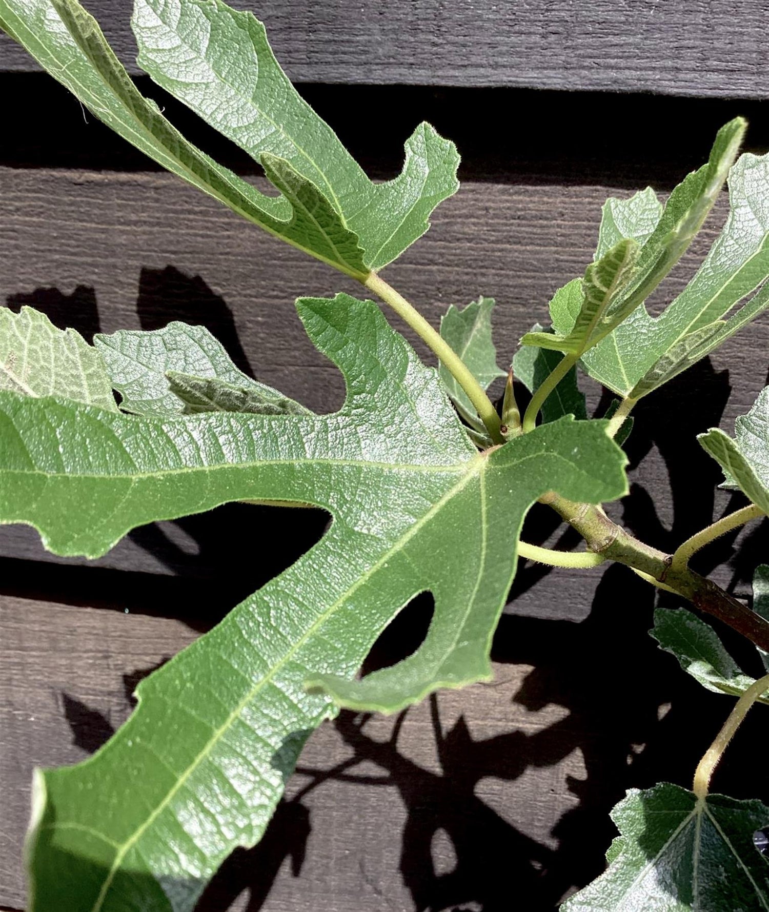 Fig | Ficus carica 'Little Miss Figgy' - Shrub - 25-40cm - 3lt