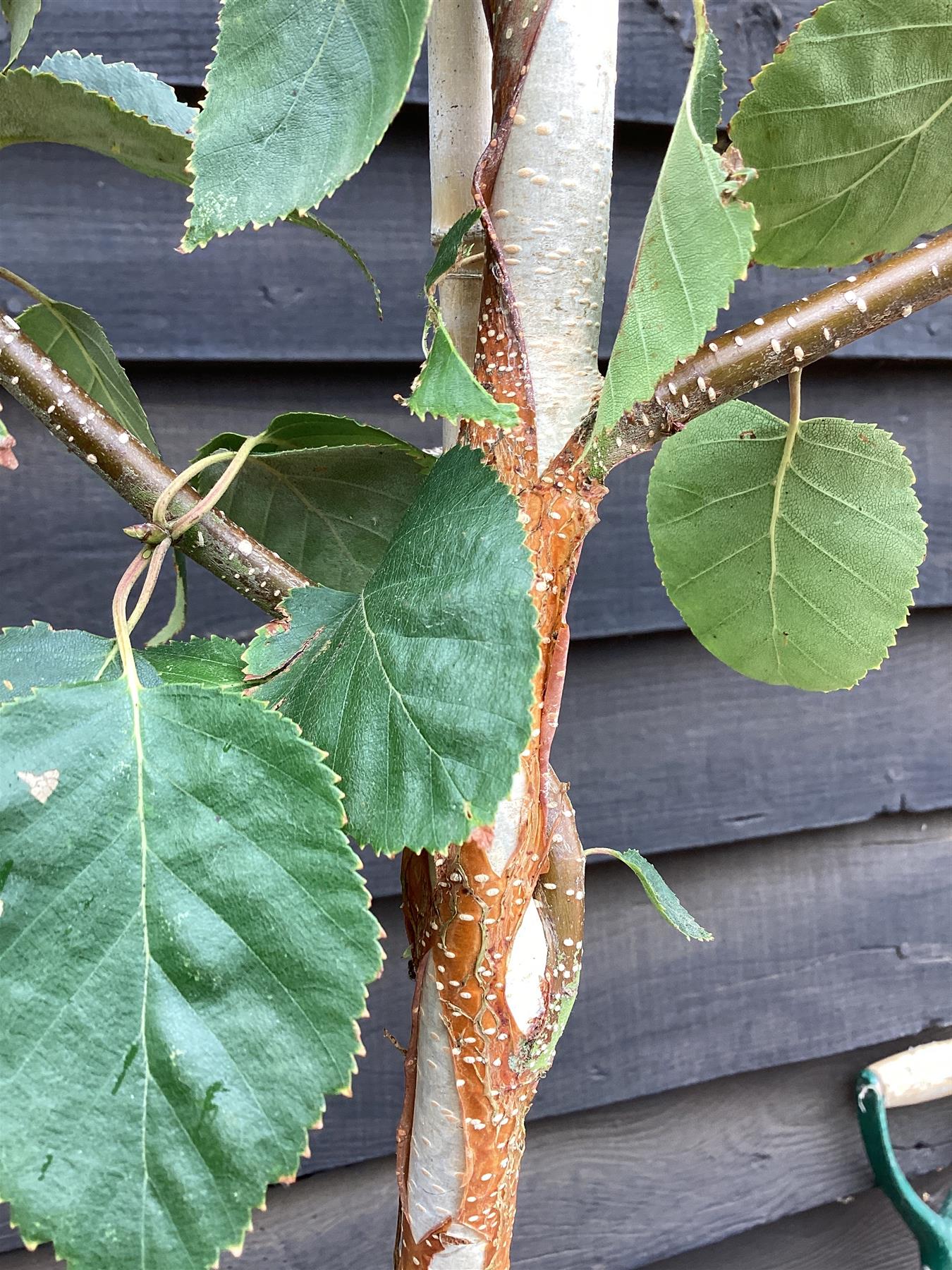 Betula jacquemontii | Himalayan Birch - 280-300cm, 20lt