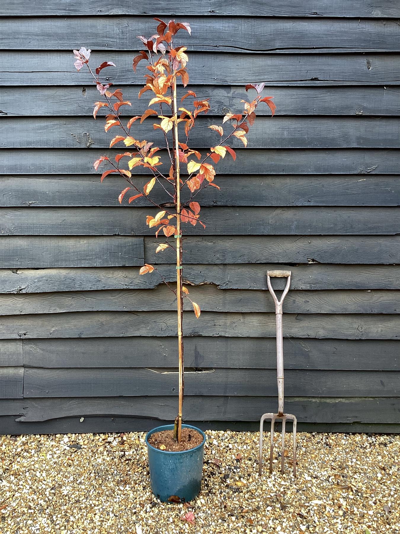 Crab apple | Malus toringo 'Scarlett' - 160-180cm - 12lt