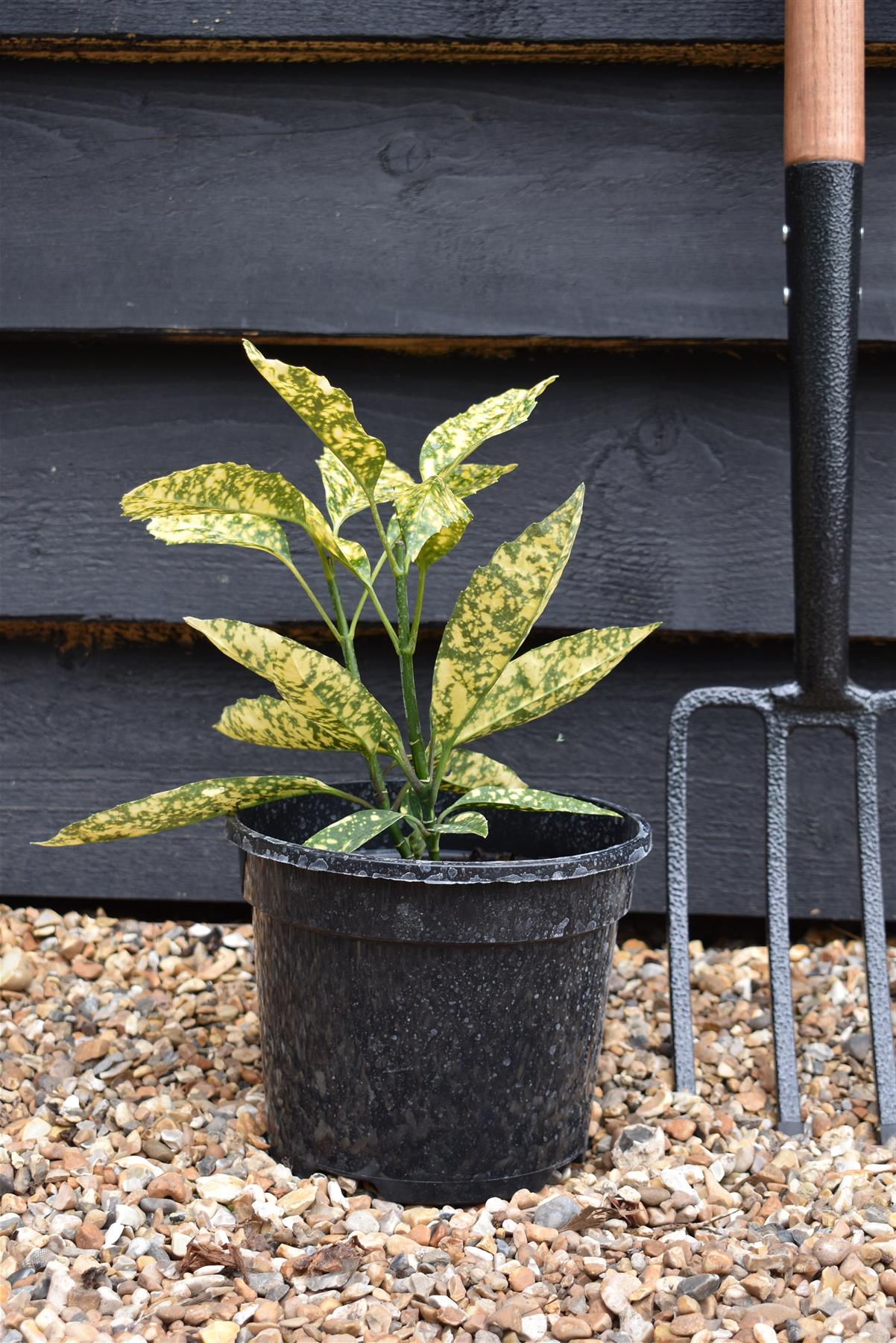 Aucuba japonica 'Marmorata' | Variegated Aucuba 20-35cm - 3lt