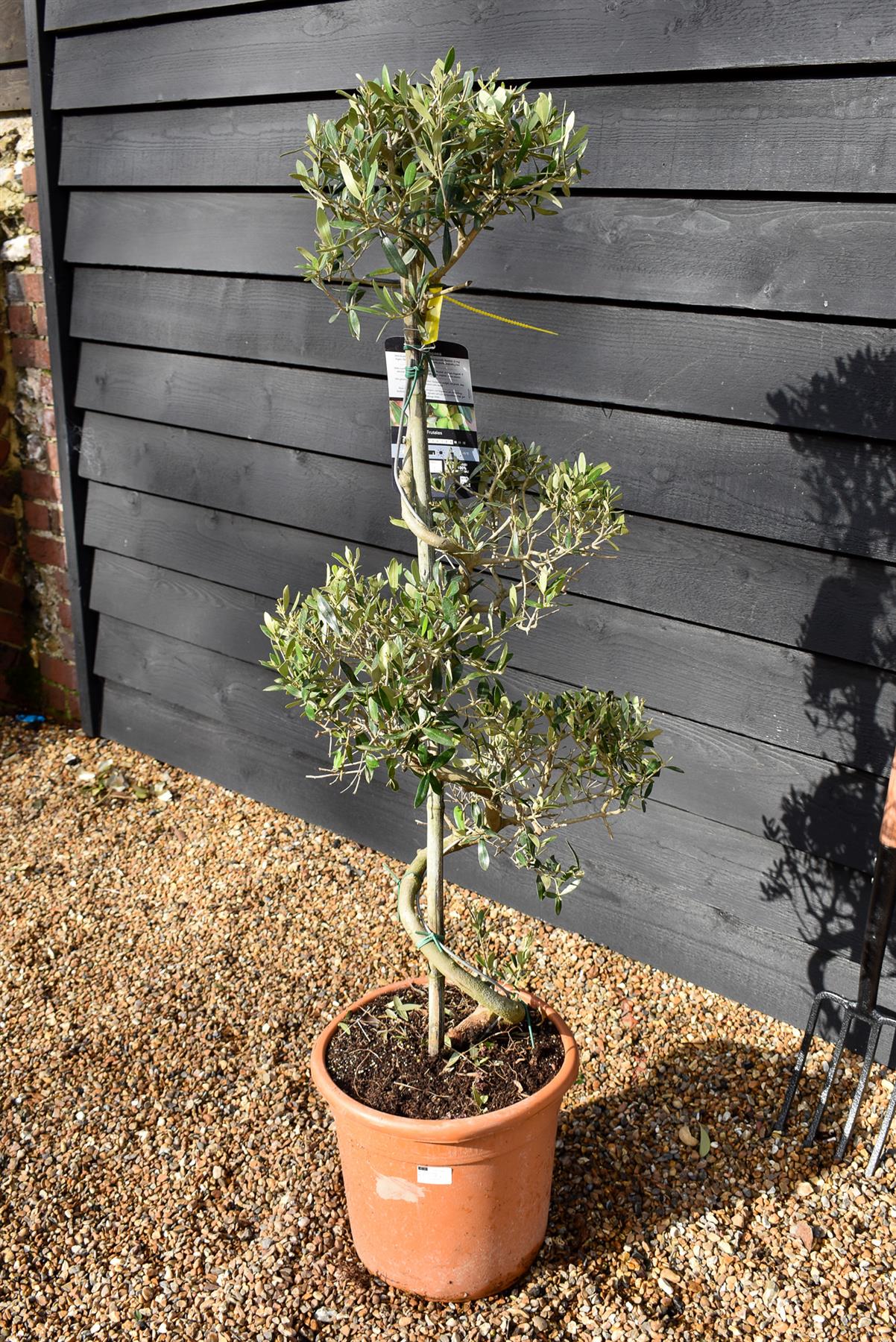 Olive Tree | Olea Europea - Spiral Cloud - Height 120-130cm - 18lt