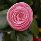 Camellia Japonica - Pearl Maxwell - Pink - Single Stem 100cm - Height 180cm - 45lt