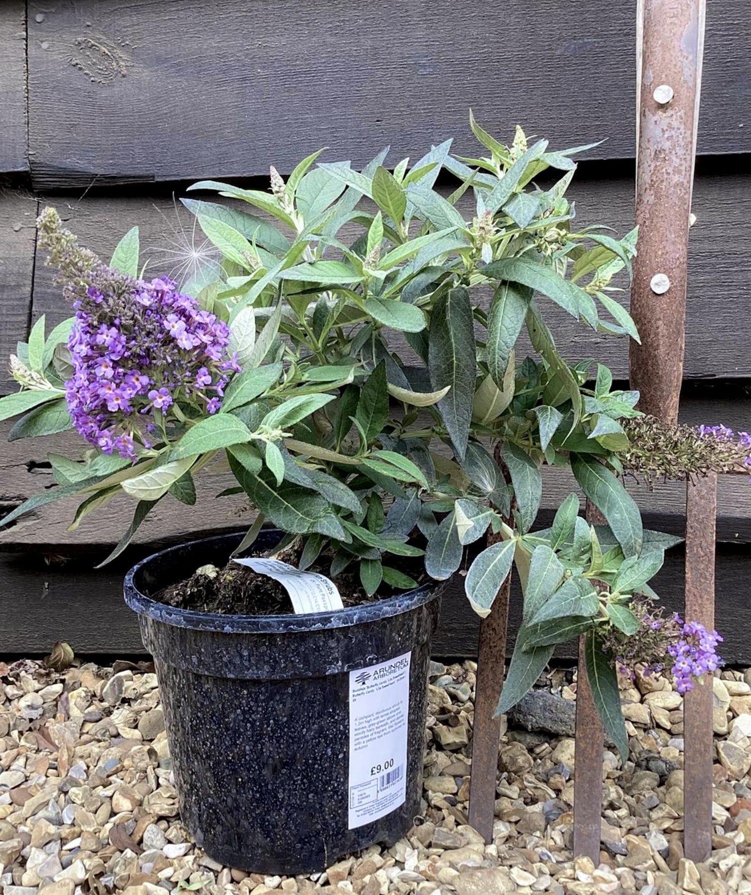 Buddleja 'Butterfly Candy Lila Sweetheart' | Butterfly Candy Lila Sweetheart  Height 10-20cm - 4lt