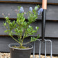 Ceanothus Skylark | Californian lilac ‘Skylark’ - 20-25cm, 2-3lt