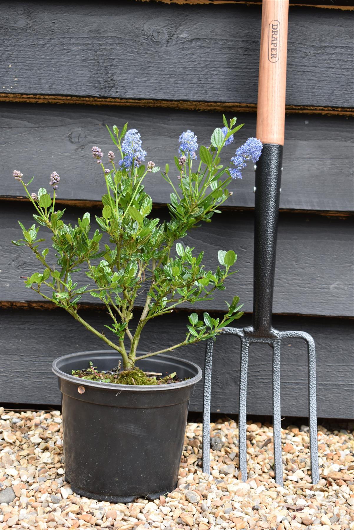 Ceanothus Skylark | Californian lilac ‘Skylark’ - 20-25cm, 2-3lt