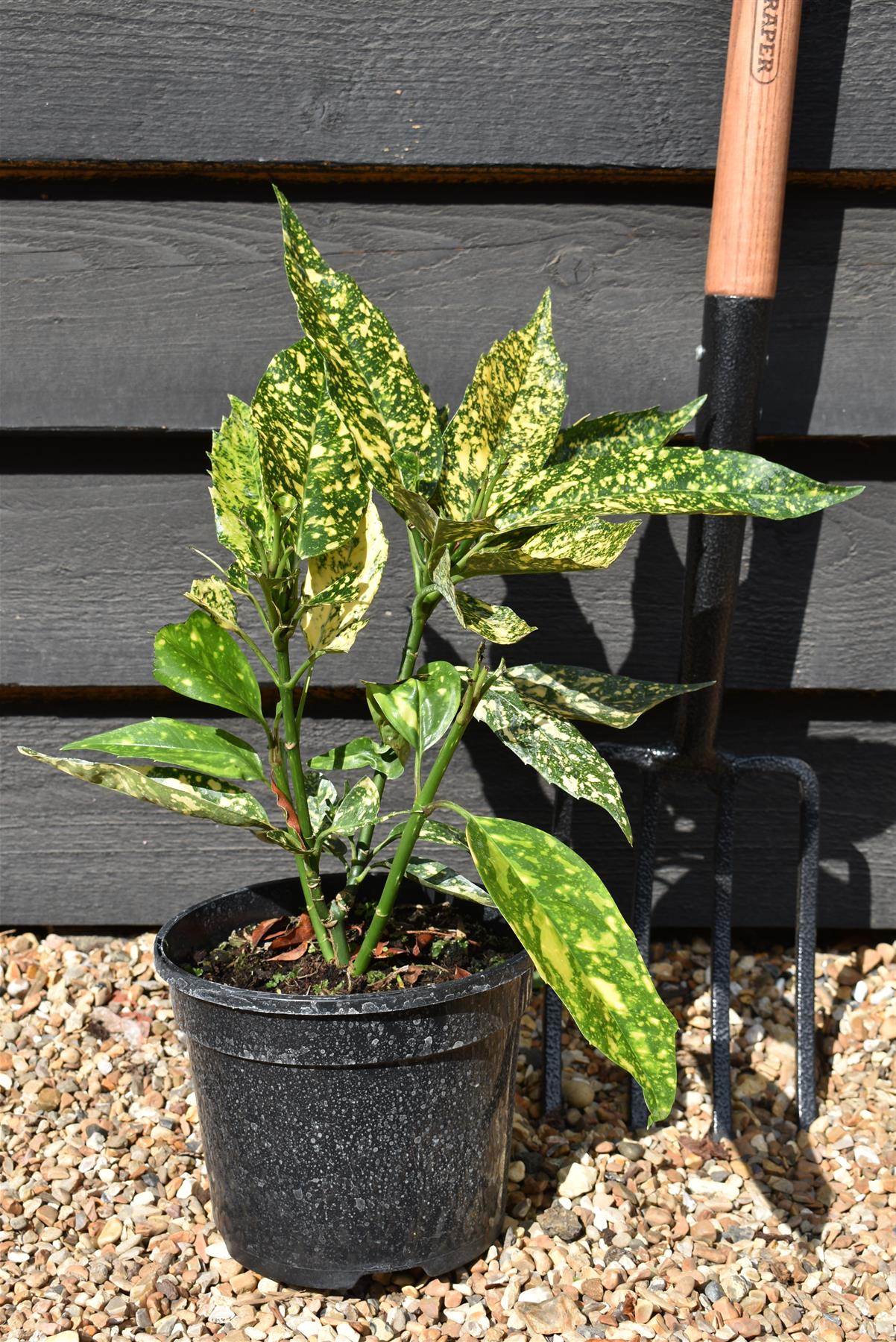 Aucuba japonica 'Golden Girl' - 60-80cm - 10lt