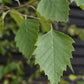 Betula Nigra "Heritage"  - River Birch| Black Birch Cully - Girth 10-12cm - Height - 500-550cm - 75lt