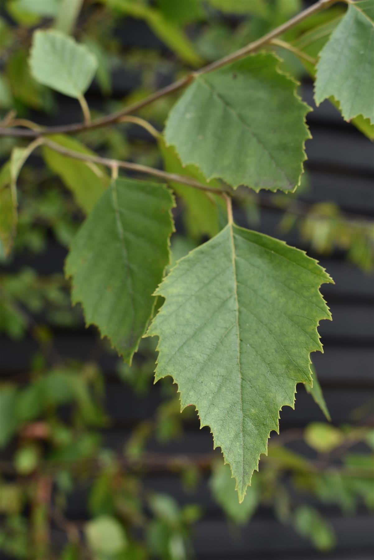 Betula Nigra "Heritage"  - River Birch| Black Birch Cully - Girth 10-12cm - Height - 500-550cm - 75lt