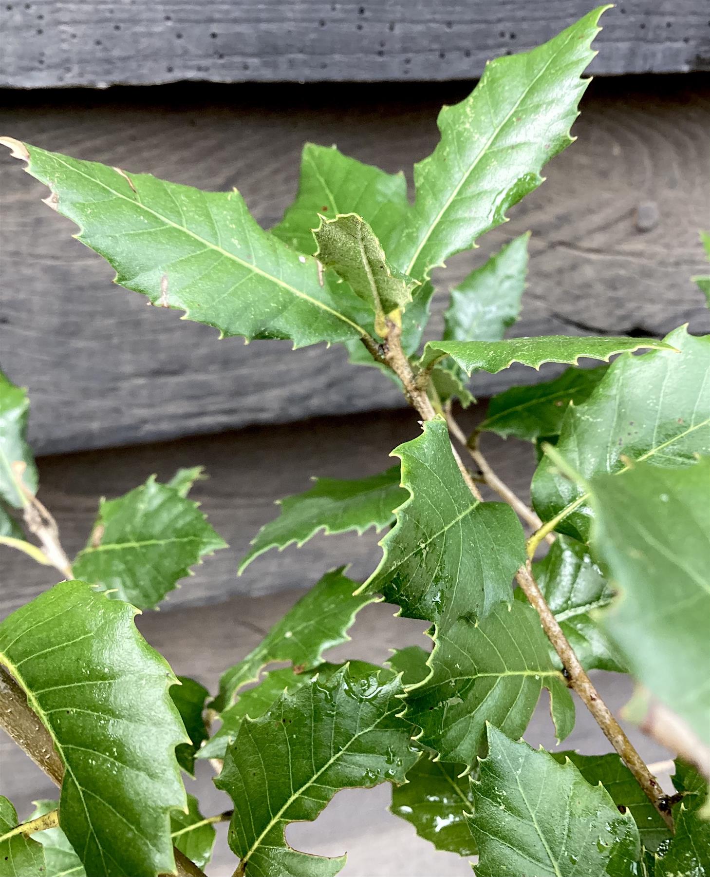 Quercus ilex | Holm Oak -Height 220-240cm - 10lt