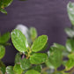 Ceanothus Skylark | Californian lilac ‘Skylark’ - 20-25cm, 2-3lt