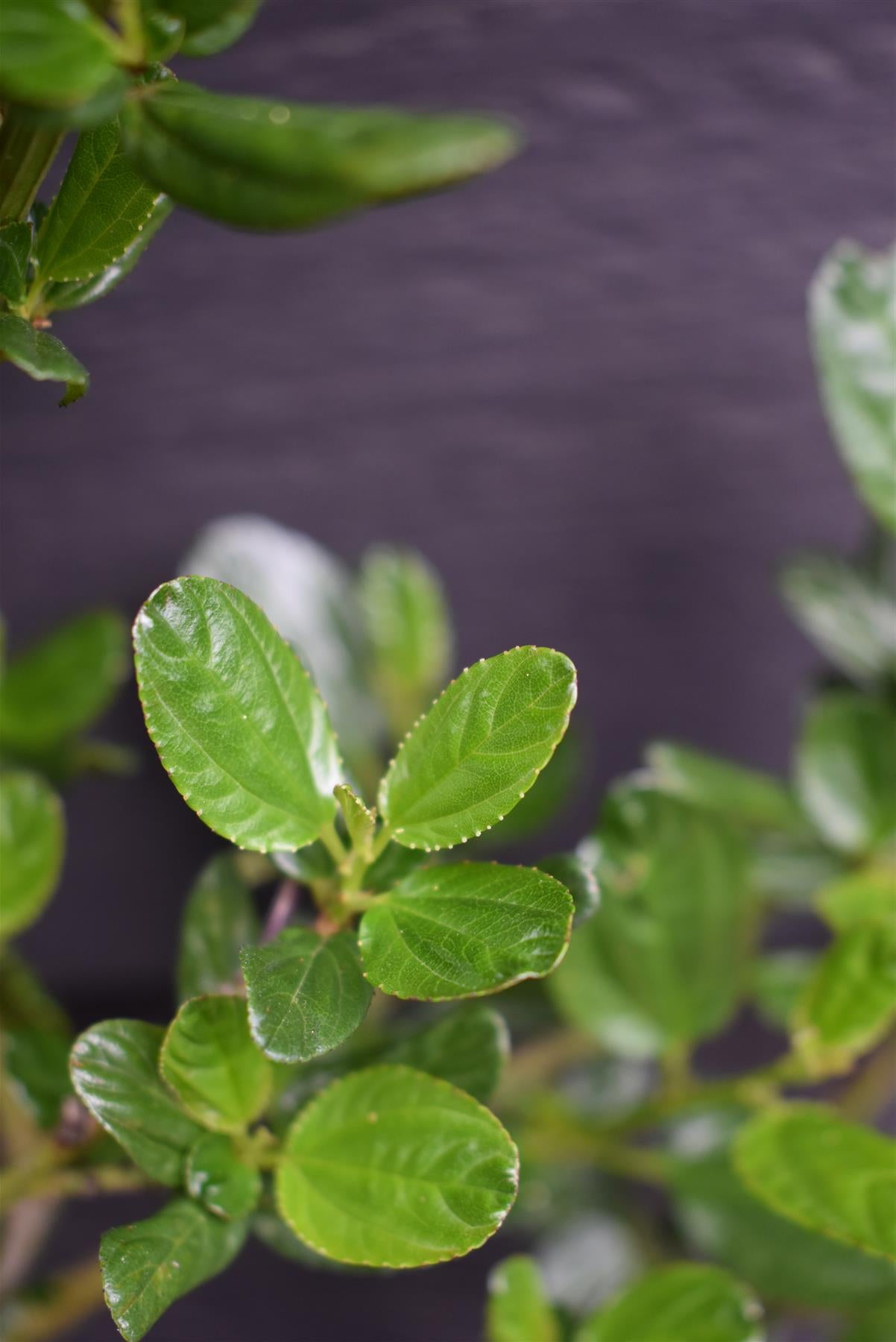 Ceanothus Skylark | Californian lilac ‘Skylark’ - 20-25cm, 2-3lt