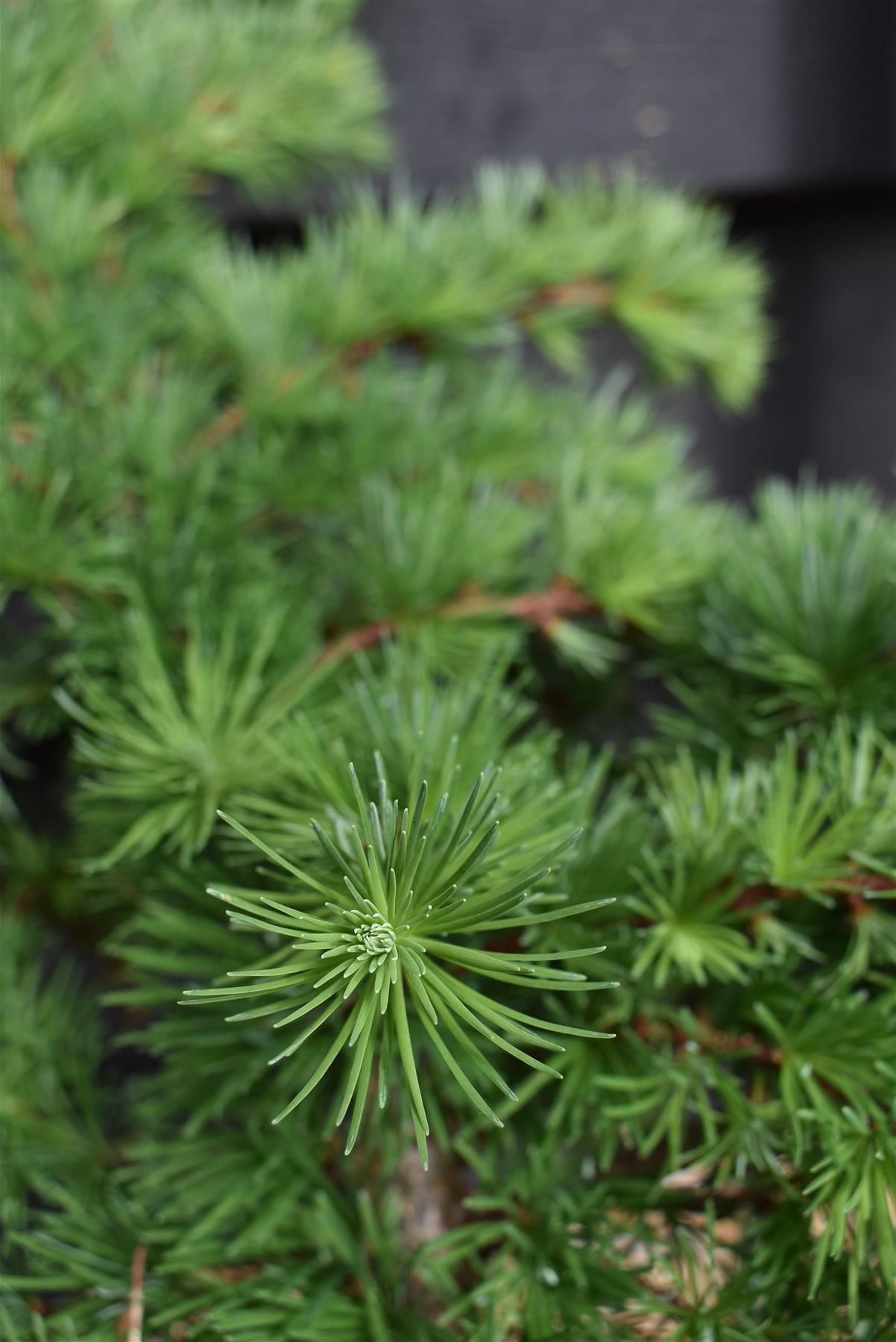 Larix decidua 'Little Bogle' | European larch - Height 50-60cm - Width 60cm - 11lt