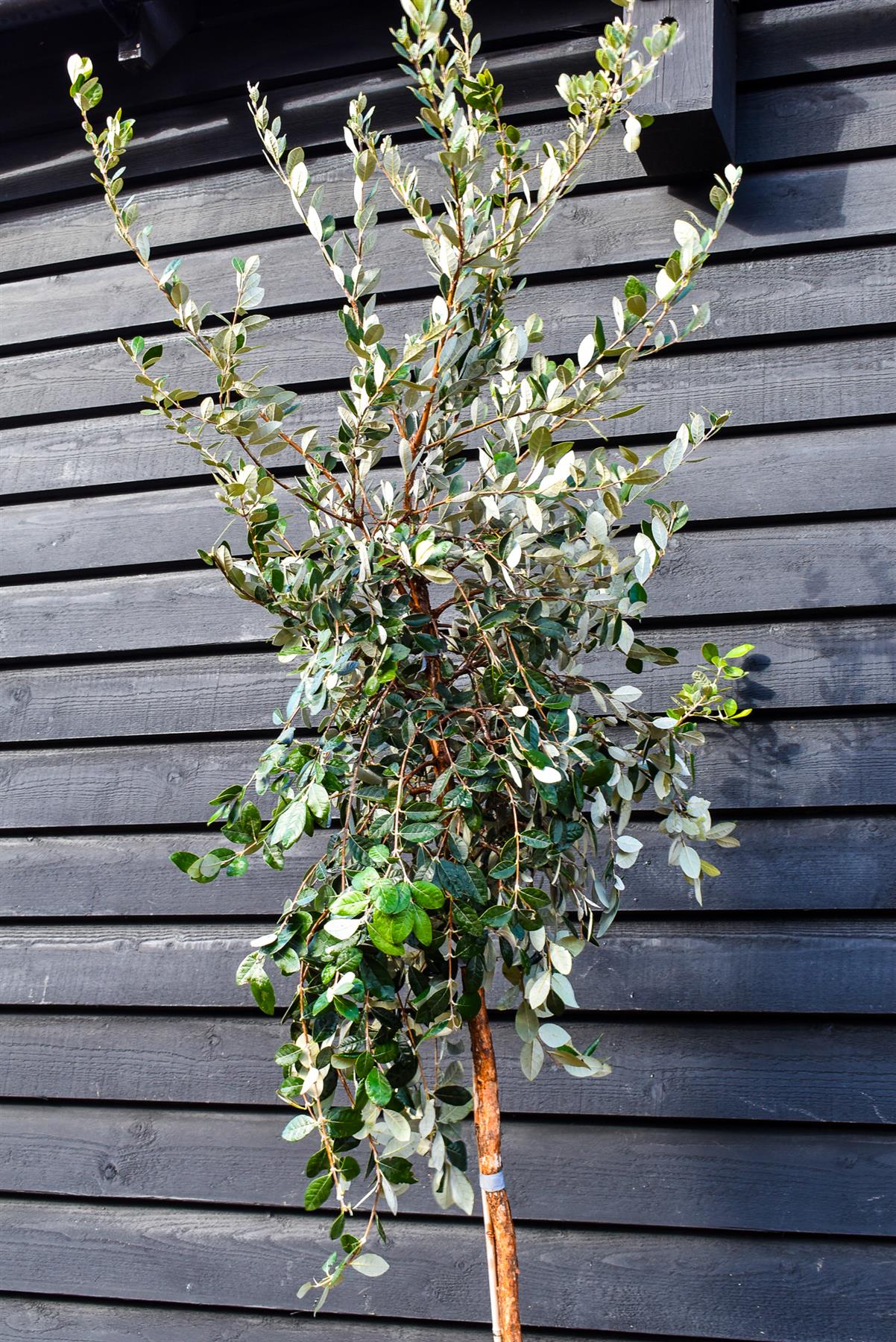 Feijoa (acca) sellowiana | Pineapple guava - Standard - Clear Stem 180cm - Height 300-330cm - Girth 12-14cm - 40lt