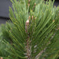 Pinus heldreichii 'Compact Gem' | Bosnian pine - Height 60cm - Width 40cm - 15lt