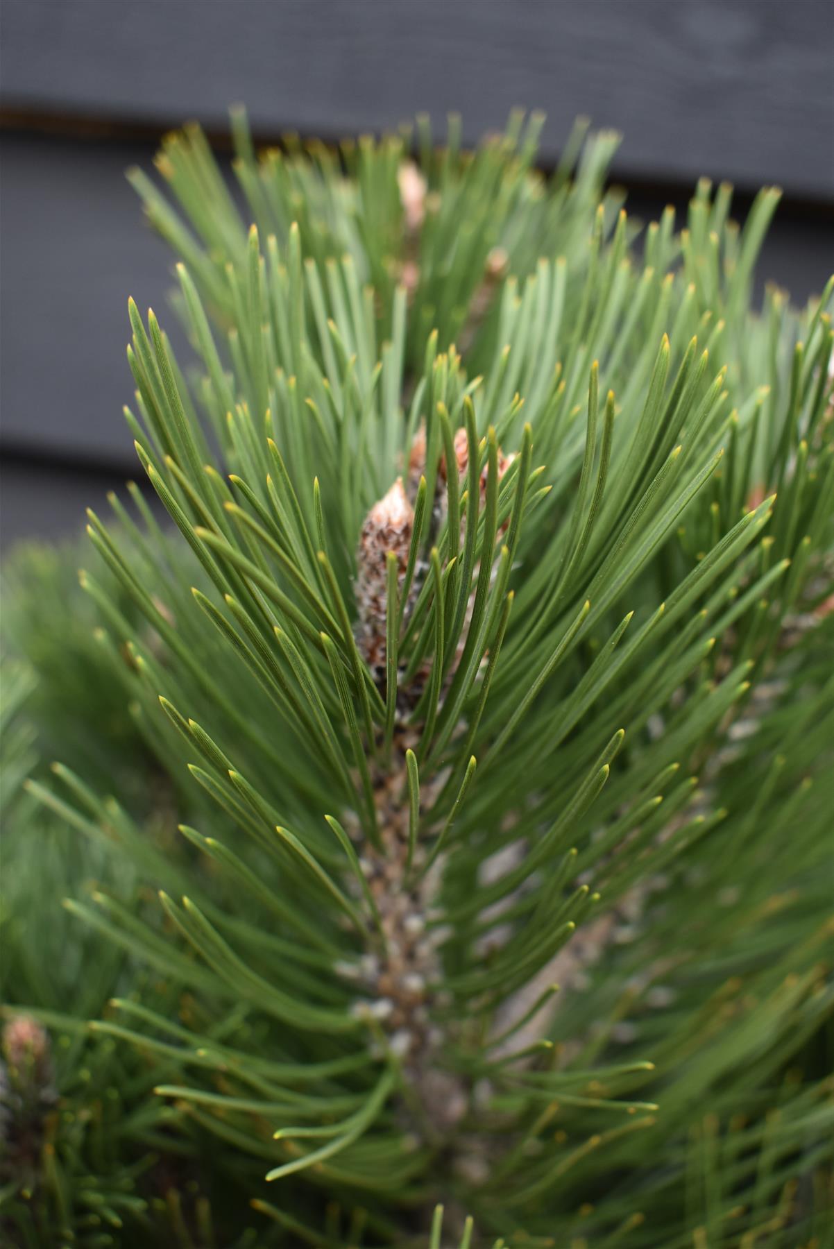 Pinus heldreichii 'Compact Gem' | Bosnian pine - Height 60cm - Width 40cm - 15lt