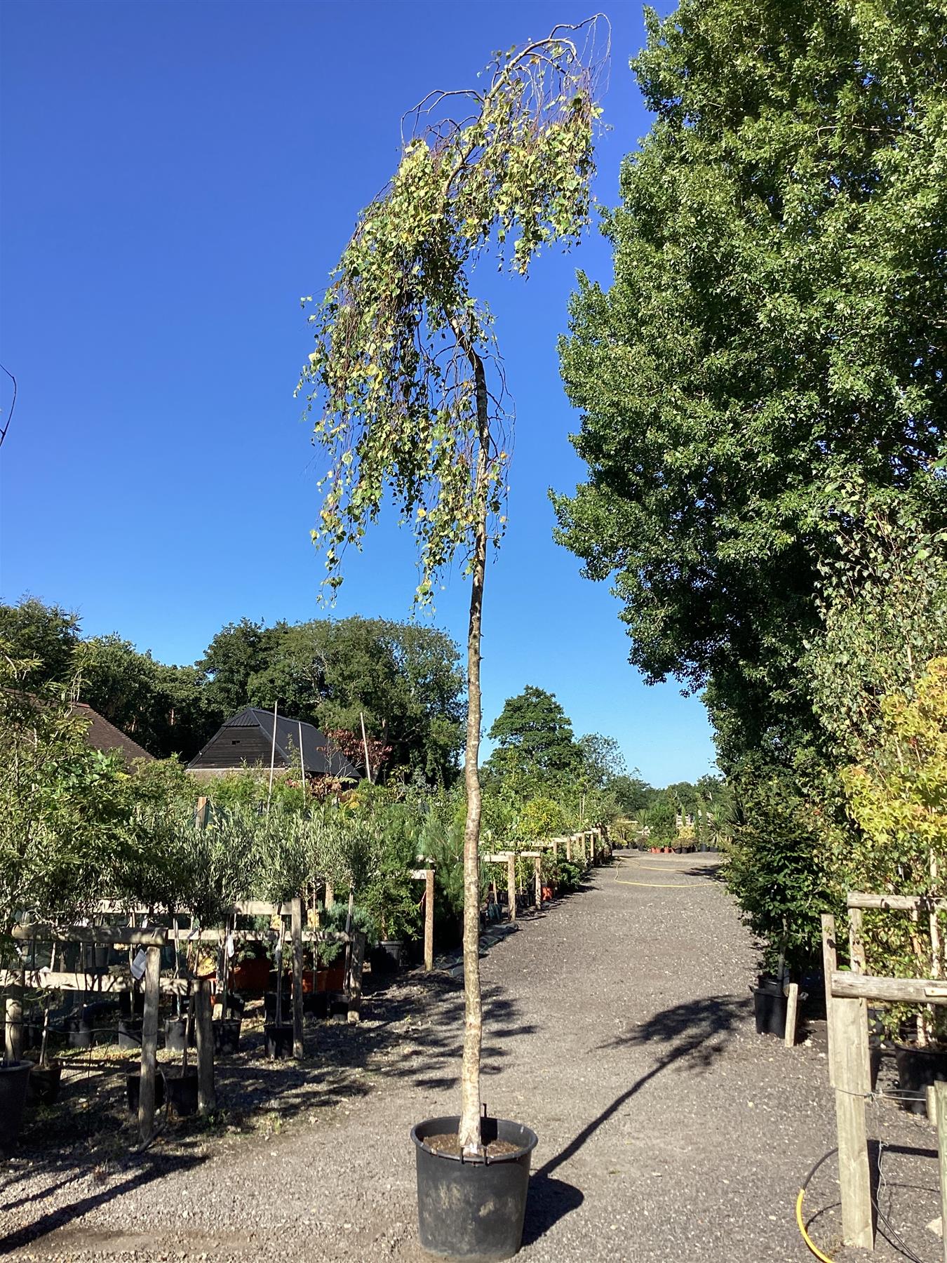 Betula pendula Youngii | Young’s Weeping Birch - 450-500cm, 150lt