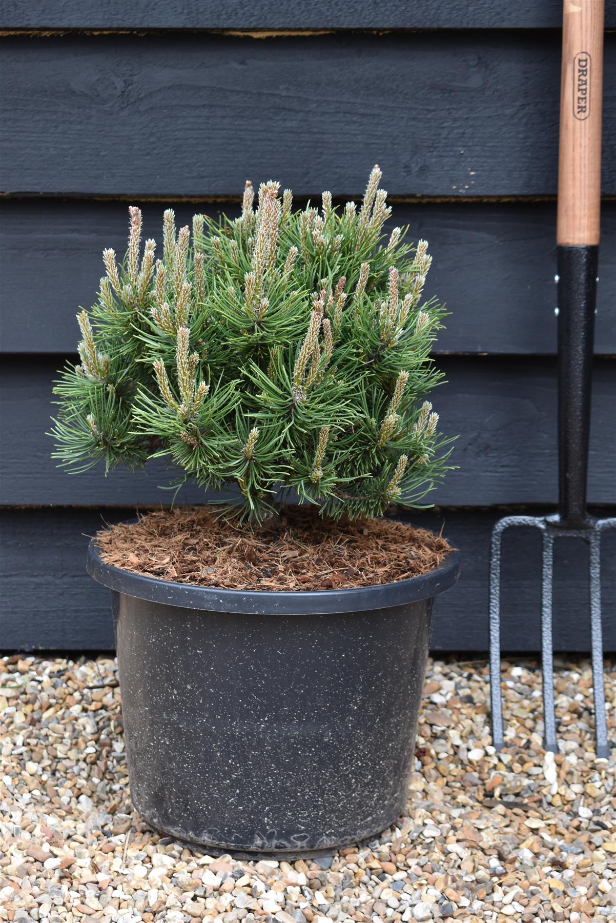 Pinus mugo 'Mops' | Dwarf mountain pine ' - Height 35-45cm - Width 40cm - 12lt