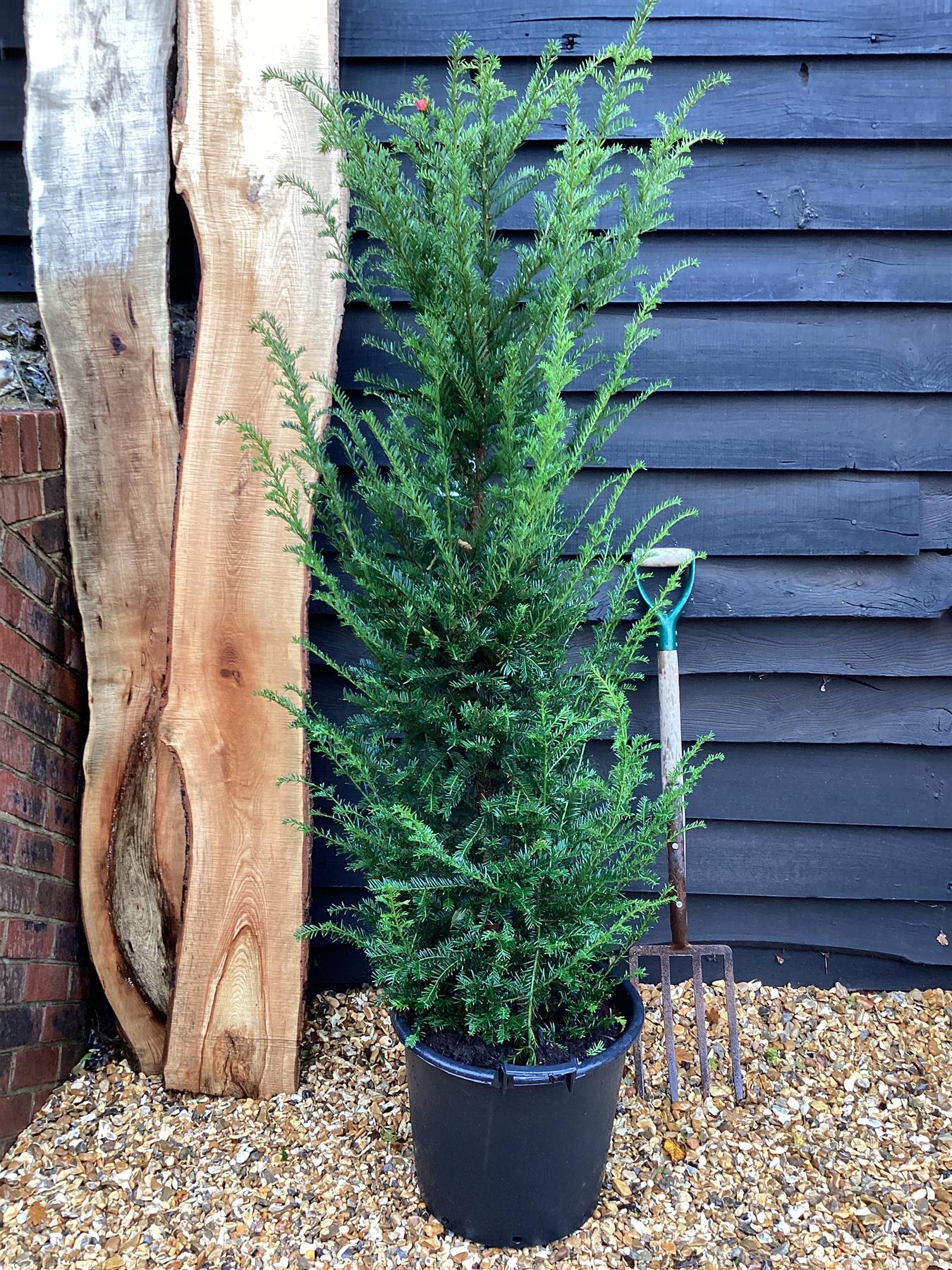 Taxus baccata - 150-160cm - 30lt