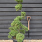 Ilex crenata| Japanese Holly - Bonsai - 25lt