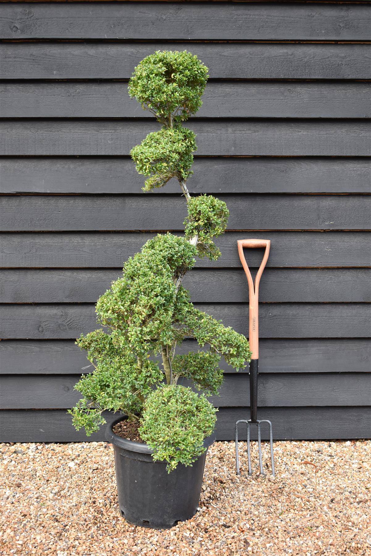 Ilex crenata| Japanese Holly - Bonsai - 25lt